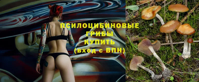 Галлюциногенные грибы Psilocybine cubensis  Белоозёрский 